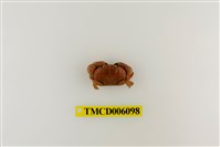 藏品(光手滑面蟹)的圖片